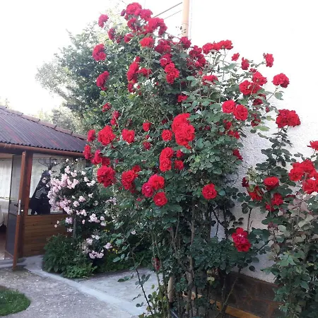 Stoletnika 3* Yagodina