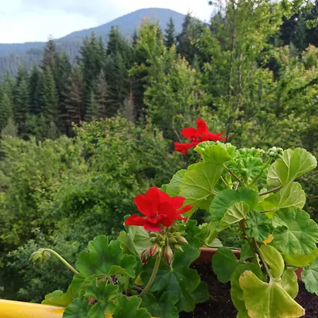 Stoletnika 3* Yagodina