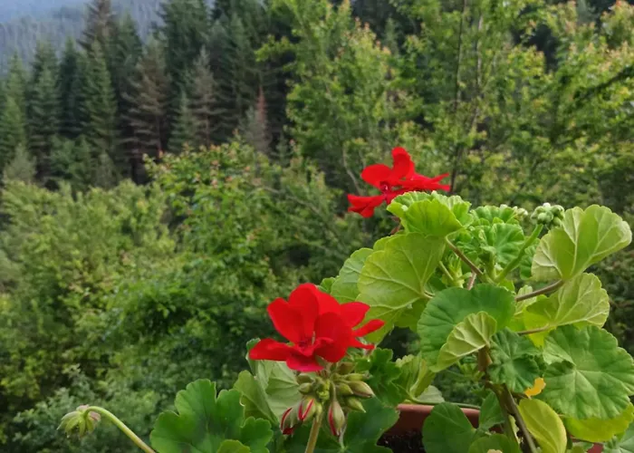 Stoletnika 3* Yagodina